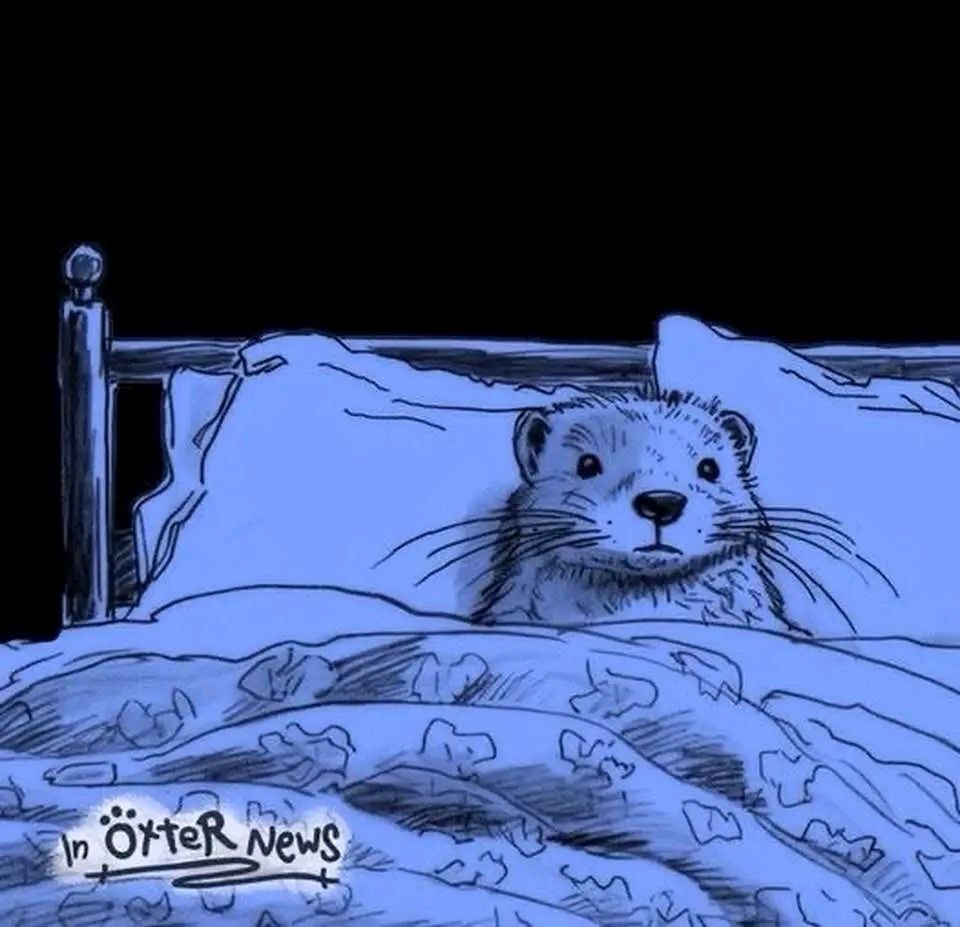 ferret in a bed Blank Meme Template