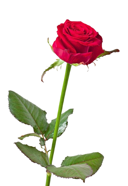 Rose Blank Meme Template