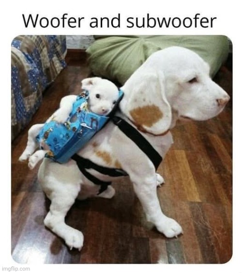 Paw and Junior | image tagged in vince vance,funny dog memes,woofer,backpack,cute puppies,spot | made w/ Imgflip meme maker