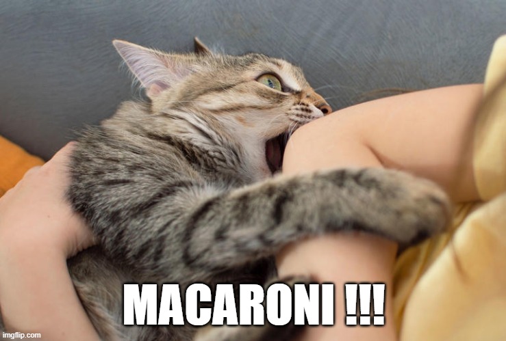 macaroni | MACARONI !!! | image tagged in cat,food | made w/ Imgflip meme maker