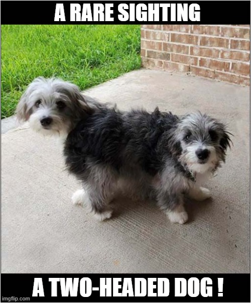 What Is That ? | A RARE SIGHTING; A TWO-HEADED DOG ! | image tagged in dogs,optical illusion | made w/ Imgflip meme maker