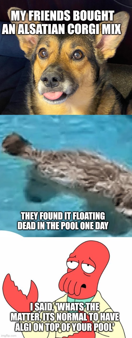 Alsatian-corgi | MY FRIENDS BOUGHT AN ALSATIAN CORGI MIX; THEY FOUND IT FLOATING DEAD IN THE POOL ONE DAY; I SAID, 'WHATS THE MATTER, ITS NORMAL TO HAVE ALGI ON TOP OF YOUR POOL' | image tagged in futurama zoidberg,dark | made w/ Imgflip meme maker