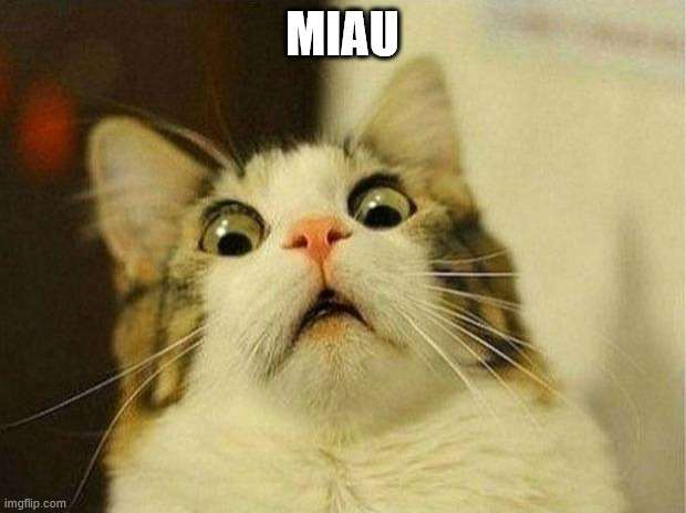 Scared Cat Meme | MIAU | image tagged in memes,scared cat | made w/ Imgflip meme maker