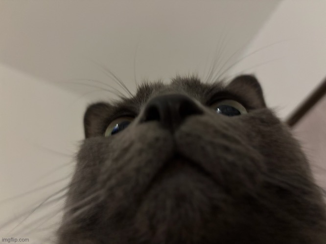 My cat from an angle | made w/ Imgflip meme maker