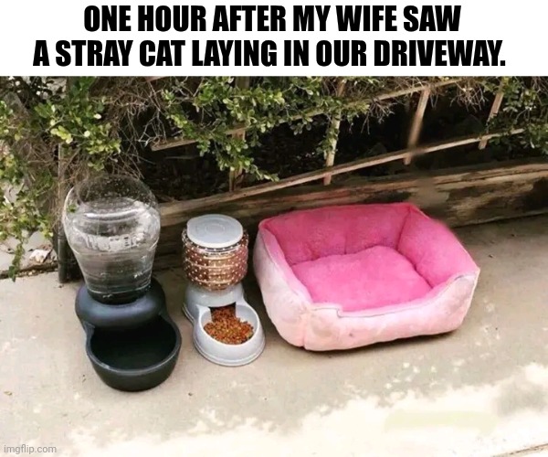 One Hour After My Wife Saw A Stray Cat Laying In Our Driveway. | ONE HOUR AFTER MY WIFE SAW A STRAY CAT LAYING IN OUR DRIVEWAY. | image tagged in chris joines | made w/ Imgflip meme maker