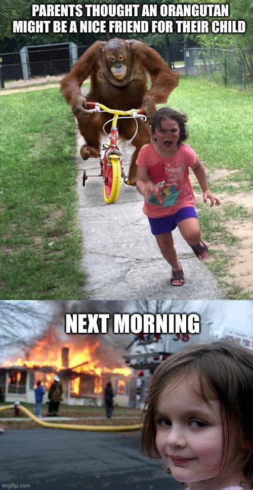 Guys I have a theory | PARENTS THOUGHT AN ORANGUTAN MIGHT BE A NICE FRIEND FOR THEIR CHILD; NEXT MORNING | image tagged in orangutan chasing girl on a tricycle,memes,disaster girl | made w/ Imgflip meme maker