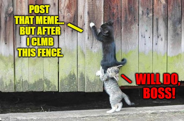 Here's to the true friends who have my back on Imgflip | POST 
THAT MEME... 
BUT AFTER
 I CLMB 
THIS FENCE. \; WILL DO, 
BOSS! \ | image tagged in vince vance,cats,imgflip,true friends,memes,cute kittens | made w/ Imgflip meme maker