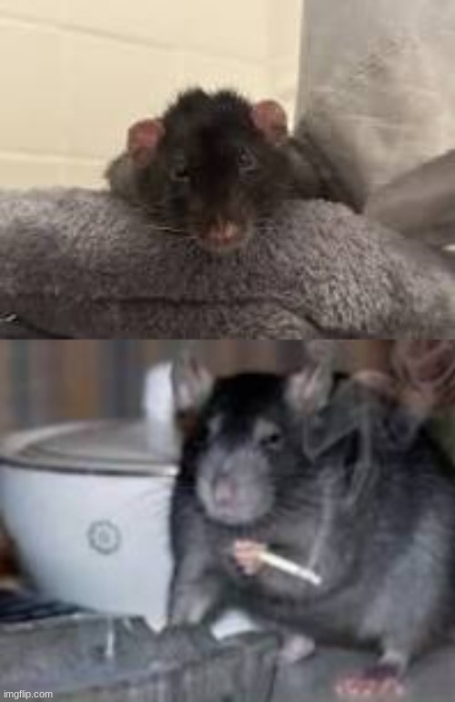 my rat is too cute | made w/ Imgflip meme maker