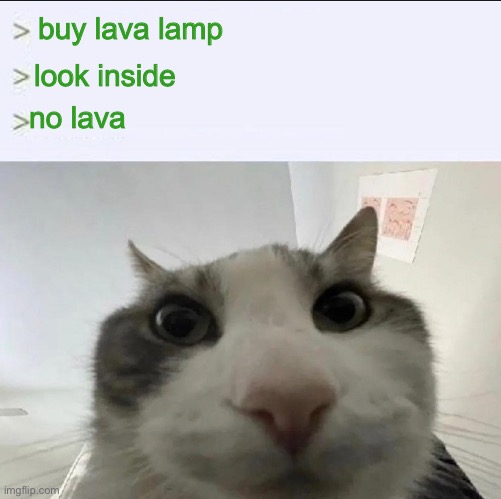 Cat looks inside | buy lava lamp; look inside; no lava | image tagged in cat looks inside | made w/ Imgflip meme maker