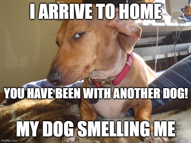 NOOOO! | I ARRIVE TO HOME; YOU HAVE BEEN WITH ANOTHER DOG! MY DOG SMELLING ME | image tagged in suspicious dog | made w/ Imgflip meme maker