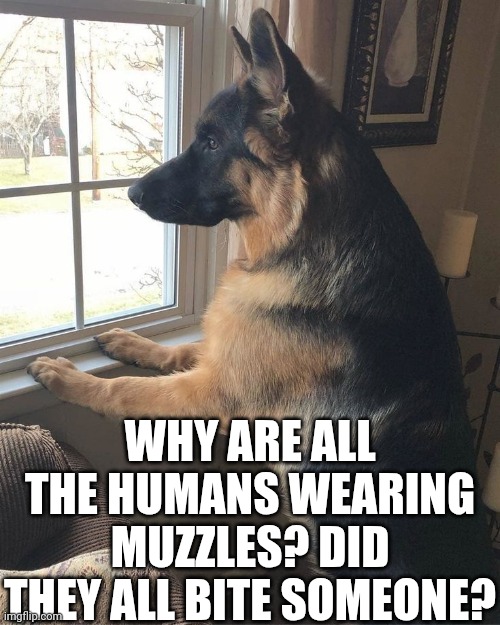 Why Are All The Humans Wearing Muzzles? Did They All Bite Someone? | WHY ARE ALL THE HUMANS WEARING MUZZLES? DID THEY ALL BITE SOMEONE? | image tagged in chris joines | made w/ Imgflip meme maker