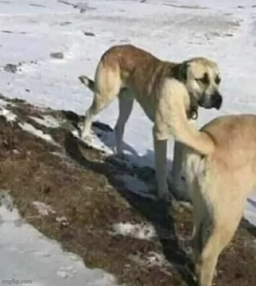wagging tail | made w/ Imgflip meme maker