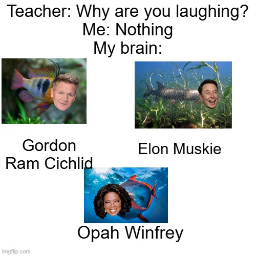 celebrity fish | Teacher: Why are you laughing?
Me: Nothing
My brain:; Elon Muskie; Gordon Ram Cichlid; Opah Winfrey | image tagged in fish,funny,gordon ramsay,elon musk,oprah winfrey | made w/ Imgflip meme maker