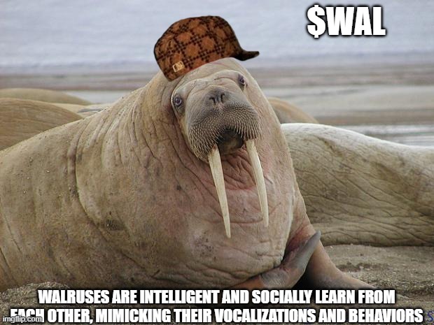 Wal With Pride | $WAL; WALRUSES ARE INTELLIGENT AND SOCIALLY LEARN FROM EACH OTHER, MIMICKING THEIR VOCALIZATIONS AND BEHAVIORS | image tagged in walrus | made w/ Imgflip meme maker