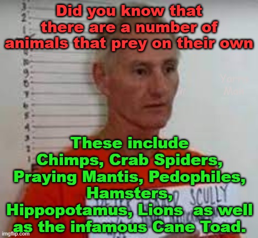 Sad Facts, there are many animals that prey on their own. | Did you know that there are a number of animals that prey on their own; These include Chimps, Crab Spiders, Praying Mantis, Pedophiles, Hamsters, Hippopotamus, Lions  as well as the infamous Cane Toad. Yarra Man | image tagged in pedophiles,priests,politicians,magistrates,judges,hollywood | made w/ Imgflip meme maker