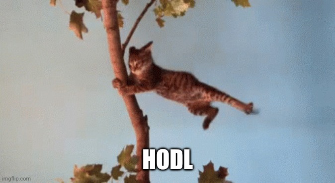 HODL | HODL | image tagged in cat in wind | made w/ Imgflip meme maker