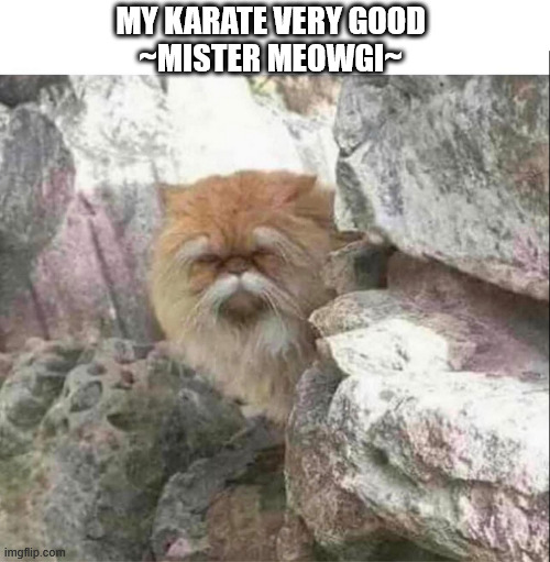 KARATE CAT | MY KARATE VERY GOOD 
~MISTER MEOWGI~ | image tagged in karate cat,mr meowgi | made w/ Imgflip meme maker