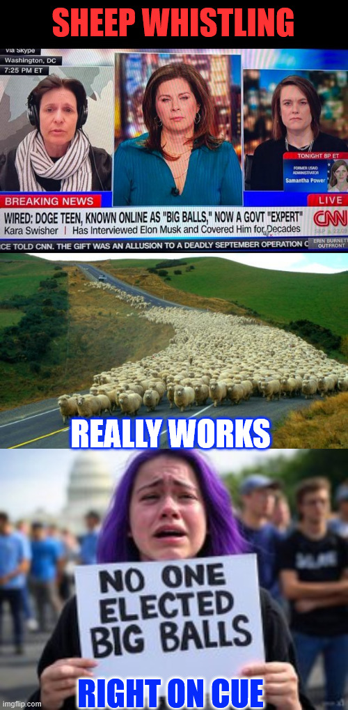 More faux MSM outrage | SHEEP WHISTLING; REALLY WORKS; RIGHT ON CUE | image tagged in sheep,whistling,works | made w/ Imgflip meme maker