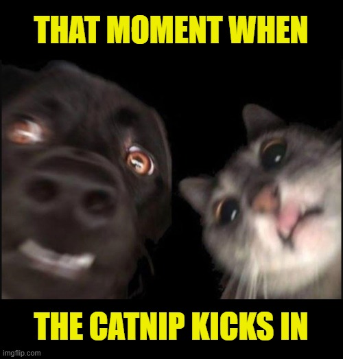 That moment when | THAT MOMENT WHEN; THE CATNIP KICKS IN | image tagged in catnip,cats,cat,dog,dogs,cats and dogs | made w/ Imgflip meme maker