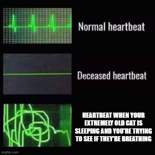 My parents had a cat that lived to 21, and my late grandma had several that lived to at least 18. This was a constant struggle. | HEARTBEAT WHEN YOUR EXTREMELY OLD CAT IS SLEEPING AND YOU'RE TRYING TO SEE IF THEY'RE BREATHING | image tagged in heartbeat rate,memes,cats | made w/ Imgflip meme maker