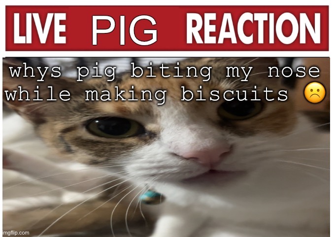 woah | whys pig biting my nose while making biscuits ☹️ | image tagged in woah | made w/ Imgflip meme maker