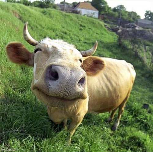 Cow | image tagged in cow | made w/ Imgflip meme maker