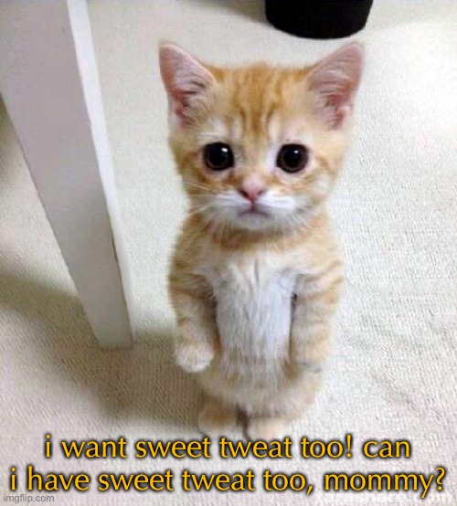 kitty lore | i want sweet tweat too! can i have sweet tweat too, mommy? | image tagged in memes,cute cat | made w/ Imgflip meme maker