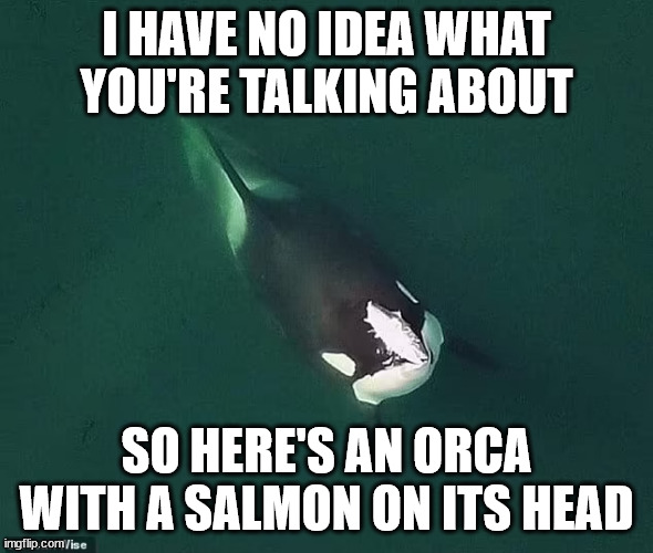 orca wearing a salmon | I HAVE NO IDEA WHAT YOU'RE TALKING ABOUT; SO HERE'S AN ORCA WITH A SALMON ON ITS HEAD | image tagged in orca,salmon,like a bunny wearing a pancake but not | made w/ Imgflip meme maker