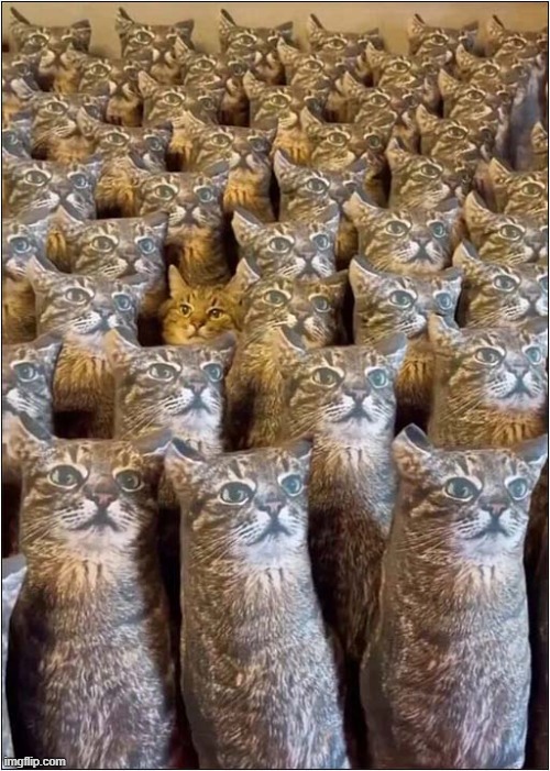 We March At Dawn ! | image tagged in cats,army,march,dawn | made w/ Imgflip meme maker