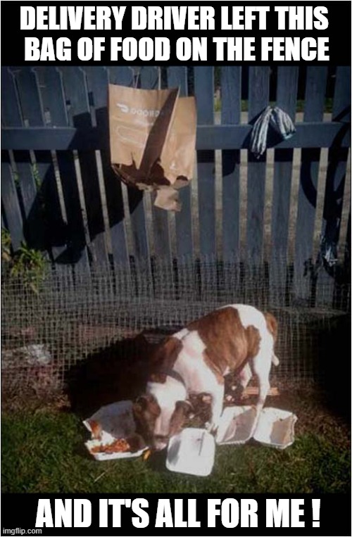 A Great Start To The Day ! | DELIVERY DRIVER LEFT THIS 
BAG OF FOOD ON THE FENCE; AND IT'S ALL FOR ME ! | image tagged in dogs,food delivery,stolen | made w/ Imgflip meme maker