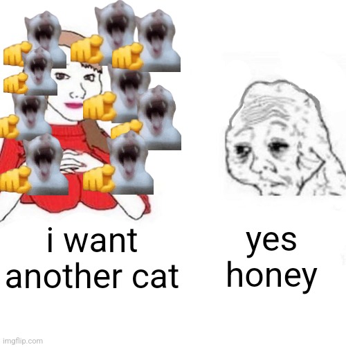 Yes Honey | yes honey; i want another cat | image tagged in yes honey | made w/ Imgflip meme maker