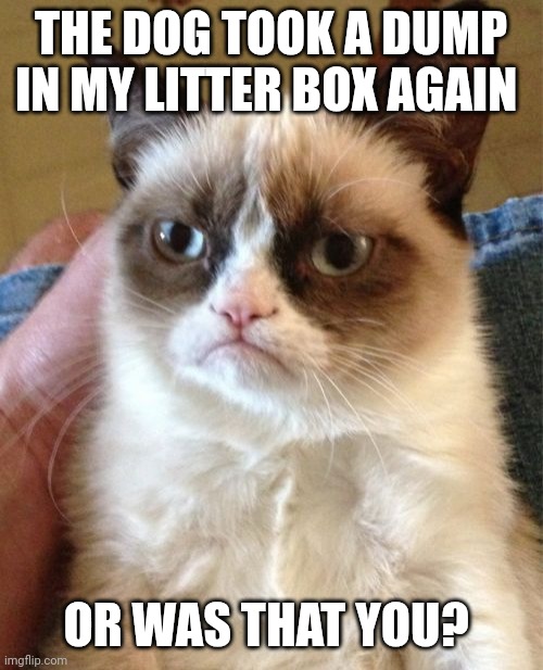 Litter box | THE DOG TOOK A DUMP IN MY LITTER BOX AGAIN; OR WAS THAT YOU? | image tagged in memes,grumpy cat | made w/ Imgflip meme maker