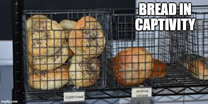 memes by Brad - This is bread in captivity - humor - | BREAD IN CAPTIVITY | image tagged in funny,fun,bread,play on words,food,humor | made w/ Imgflip meme maker