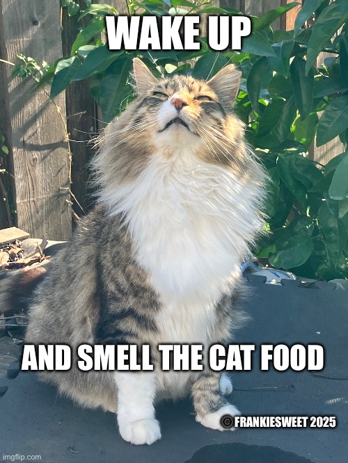 Wake up and smell the cat food | WAKE UP; AND SMELL THE CAT FOOD; ©️FRANKIESWEET 2025 | image tagged in cat,food,cat food,pets,morning,sleepy | made w/ Imgflip meme maker