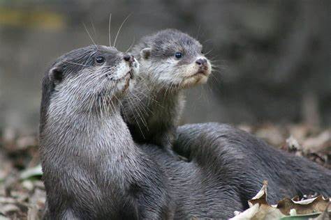 Otter Blank Meme Template