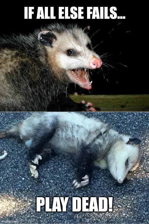 IF ALL ELSE FAILS... PLAY DEAD! | image tagged in pervy possum,possum | made w/ Imgflip meme maker