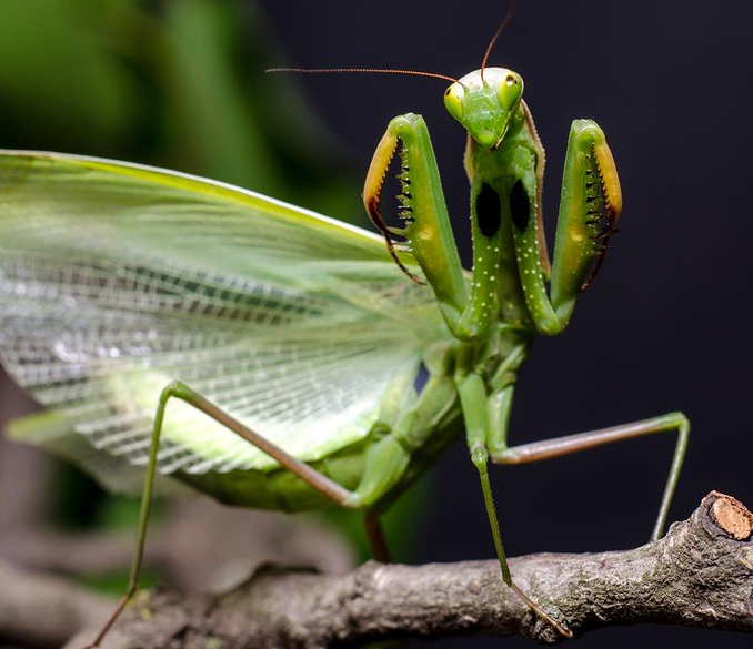 Praying Mantis Preying USA America Capitalism Blank Meme Template