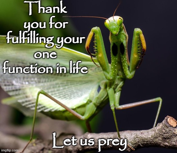 Praying Mantis Preying | Thank you for fulfilling your one function in life; Let us prey | image tagged in humor,funny,reactions,irony,humanity,psychology | made w/ Imgflip meme maker