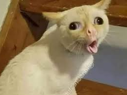 CAT IN ALL CAPS Blank Meme Template