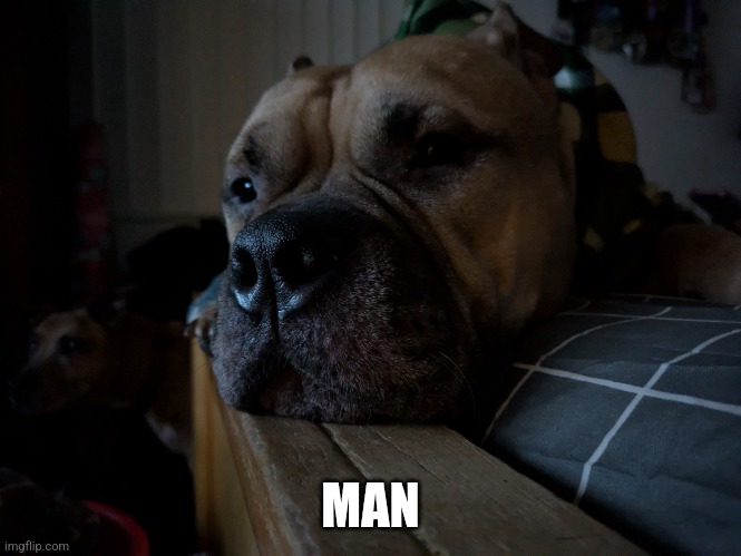 Dog | MAN | made w/ Imgflip meme maker