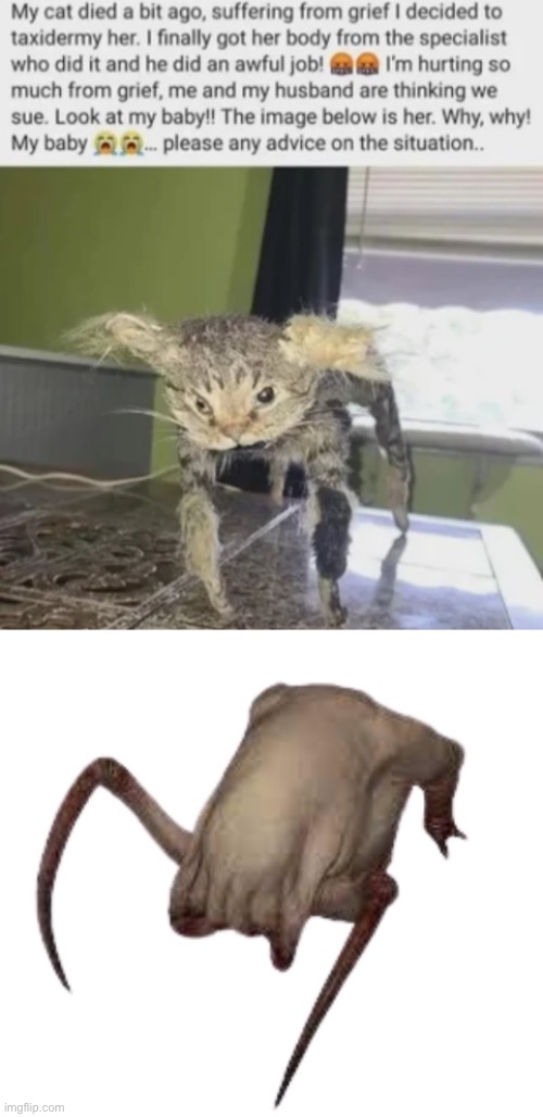 Headcrab | image tagged in gifs,memes,funny,shitpost,half life,msmg | made w/ Imgflip meme maker