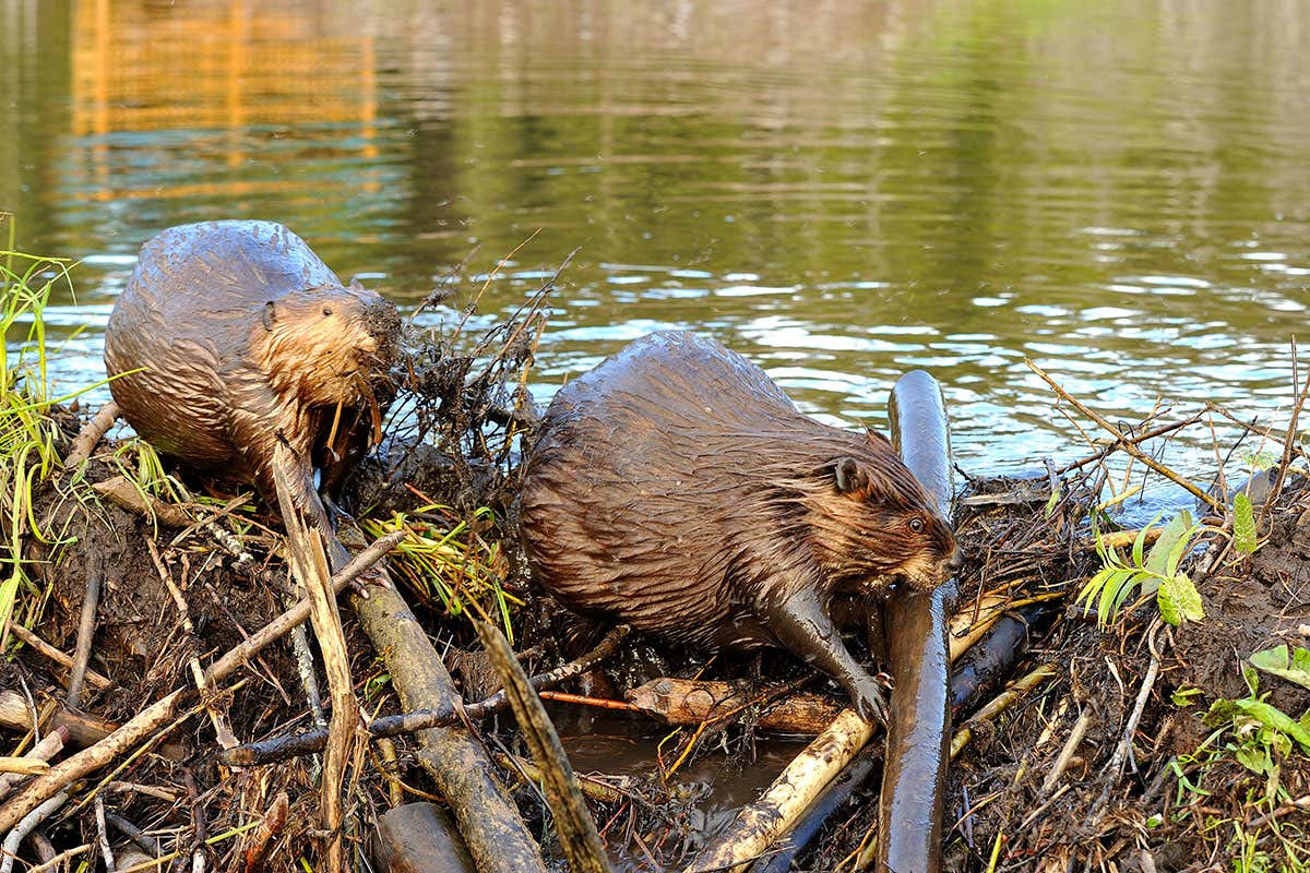 Beavers Blank Meme Template