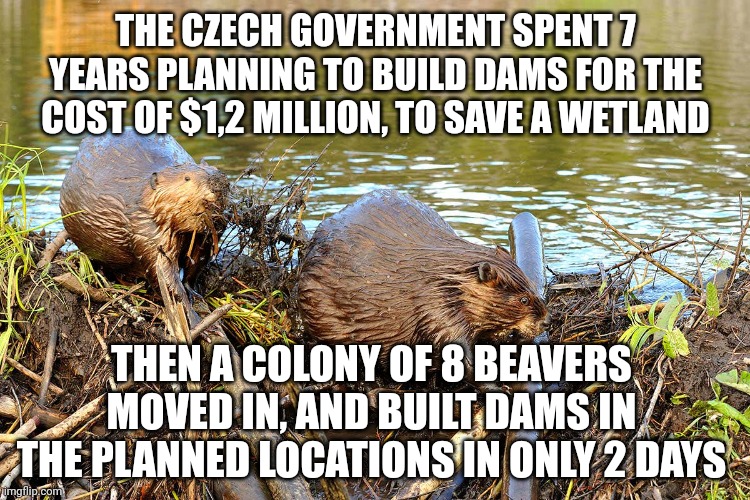 Beavers | THE CZECH GOVERNMENT SPENT 7 YEARS PLANNING TO BUILD DAMS FOR THE COST OF $1,2 MILLION, TO SAVE A WETLAND; THEN A COLONY OF 8 BEAVERS MOVED IN, AND BUILT DAMS IN THE PLANNED LOCATIONS IN ONLY 2 DAYS | image tagged in beavers | made w/ Imgflip meme maker