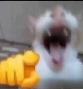 kucing ketawa nunjuk Blank Meme Template