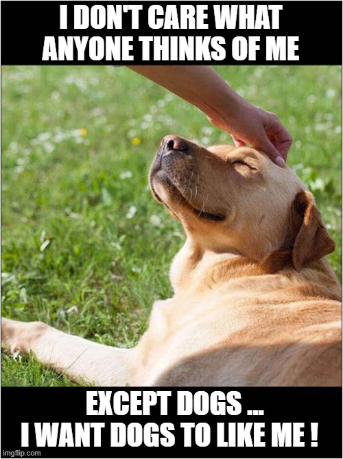 Dogs Are The Best ! | I DON'T CARE WHAT ANYONE THINKS OF ME; EXCEPT DOGS ...
I WANT DOGS TO LIKE ME ! | image tagged in dogs,best,liked | made w/ Imgflip meme maker