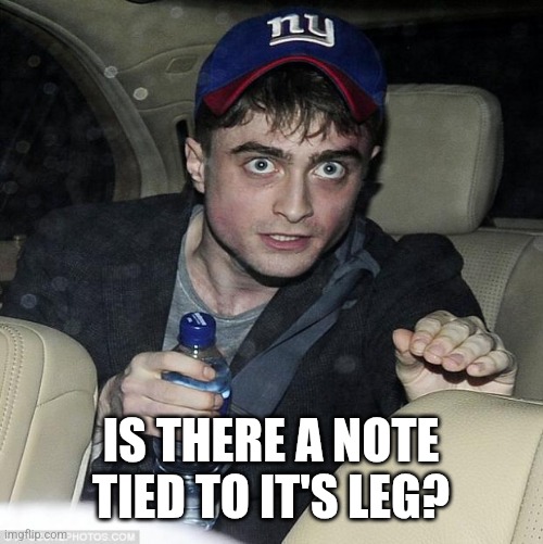 harry potter crazy | IS THERE A NOTE TIED TO IT'S LEG? | image tagged in harry potter crazy | made w/ Imgflip meme maker