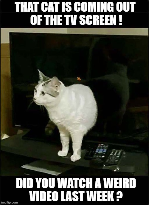 Her Name Is Samara ! | THAT CAT IS COMING OUT
 OF THE TV SCREEN ! DID YOU WATCH A WEIRD
VIDEO LAST WEEK ? | image tagged in cats,horror movie,the ring,samara | made w/ Imgflip meme maker