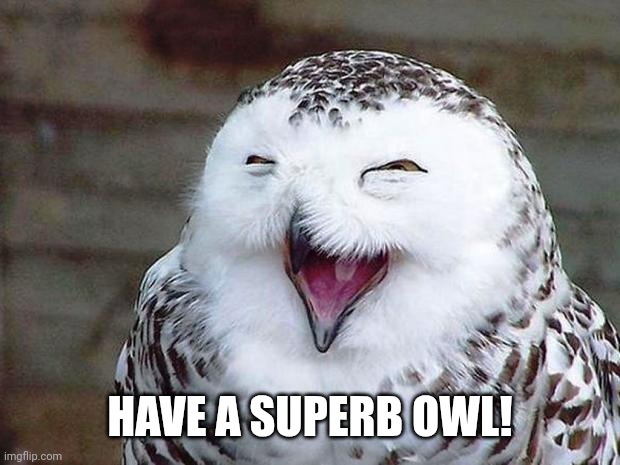 owl happy | HAVE A SUPERB OWL! | image tagged in owl happy | made w/ Imgflip meme maker