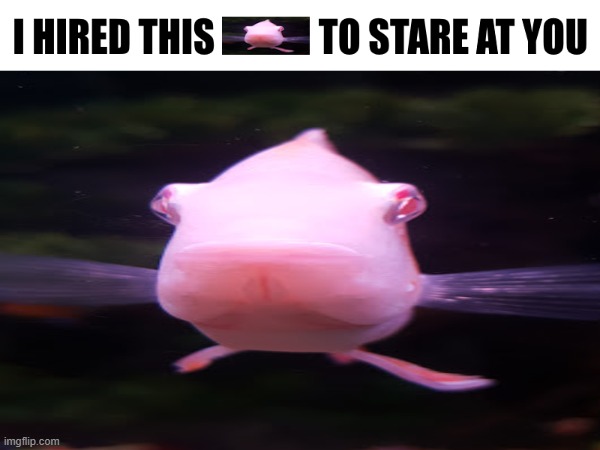 go do something about it | image tagged in fish,stare | made w/ Imgflip meme maker