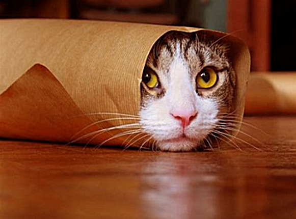 I'm hiding. You don't see me. Go away. | image tagged in memes,cats | made w/ Imgflip meme maker